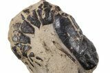 Cretaceous Lobster (Hoploparia) Fossil - New Jersey #269626-1